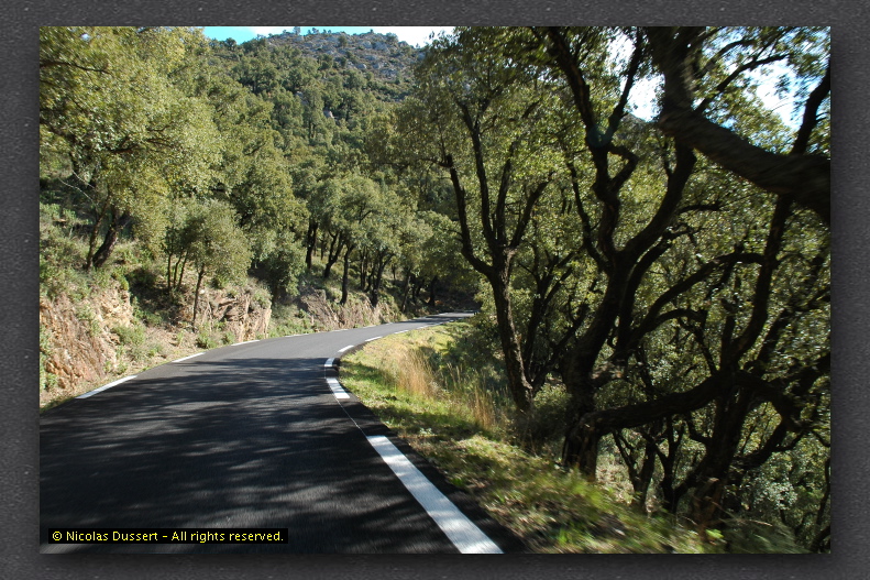 Forets du Var