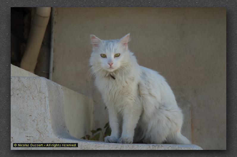 White Cat Port Grimaud