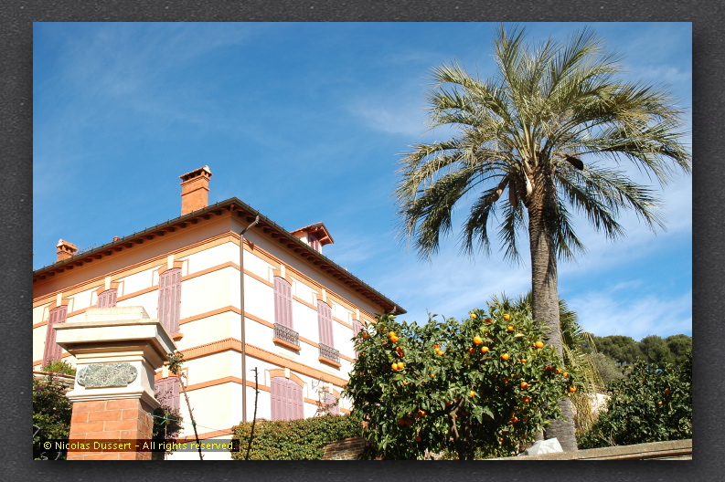 Oranger à Bormes les Mimosas
