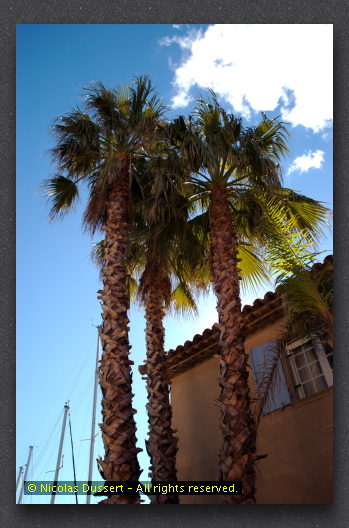 Palmiers Port Grimaud