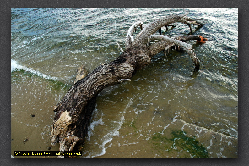 tronc d'arbre Baie des Cannoubiers