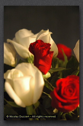 Une seule rose peut être mon jardin... un seul ami, mon univers