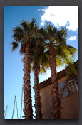 Palmiers Port Grimaud