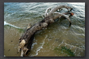 tronc d'arbre Baie des Cannoubiers